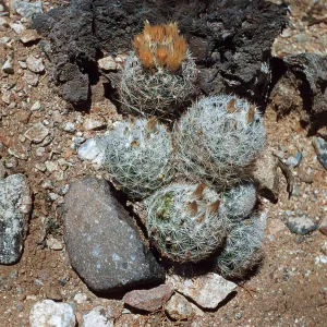 Coryphantha vivipera var deserti, Mountain Pass, California