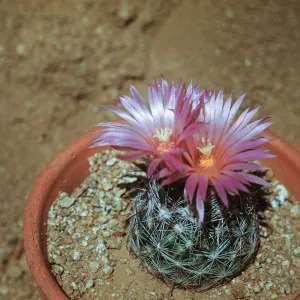 Coryphantha vivipera var arizonica, Mountain Pass, California