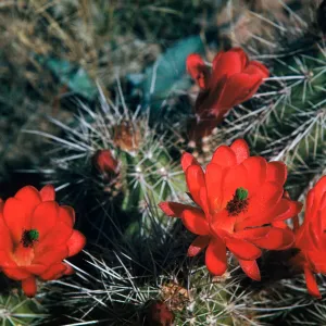 Echinocereus triglochidiatus, Claret Cup Cactus, Sycamore Canyon, Arizona