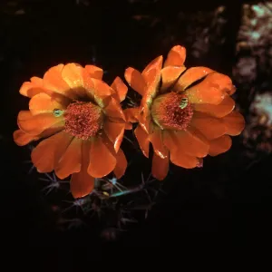 Echinocereus triglochidiatus var rosei, New Mexico