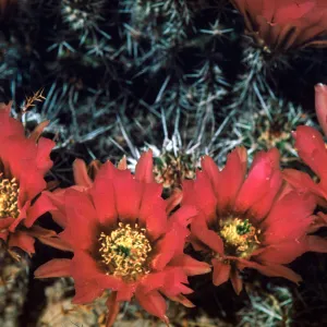Echinocereus fendleri, Guadalupe Canyon, Arizona