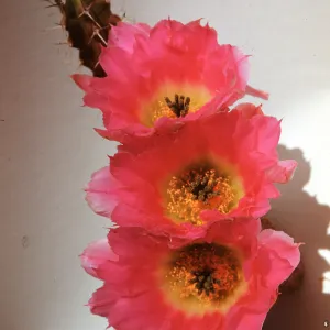 Echinocereus pentalophus, Desert Botanic Garden, Texas