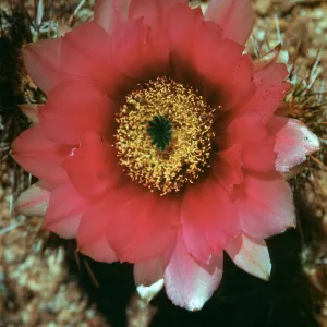 Echinocereus fendleri var boyce-thompsoni, Cordes, Yavapai County, Arizona