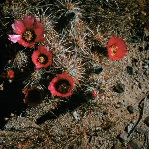 Echinocereus engelmannii, Death Valley Junction