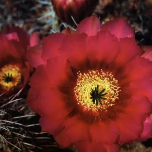 Echinocereus fendleri var boyce-thompsoni, Cordes, Yavapai County, Arizona