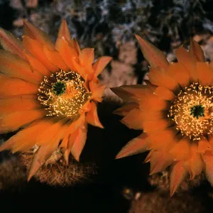 Echinocereus pectinatus, Mexico
