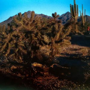 Hybrid Cholla, Paradise Valley, Arizona