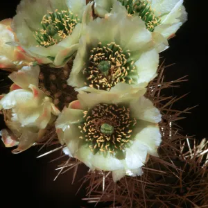 Opuntia biglovii, Jumping Cholla