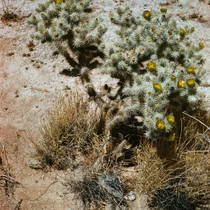 Opuntia echinocarpa, SW of 29 Palms, Joshua Tree National Monument