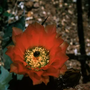 Echinocereus pectinata, Mexico