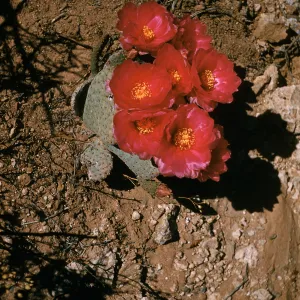 Opuntia basilaris, Beaver Tail, Kingston Mountains, Mojave Desert, California