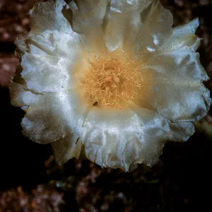 Opuntia basilaris albiflora