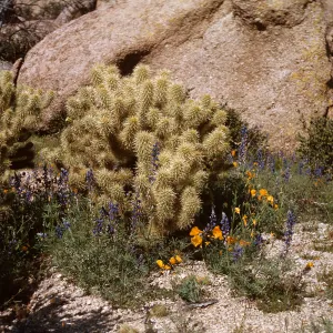 Near Pinnacle Peak