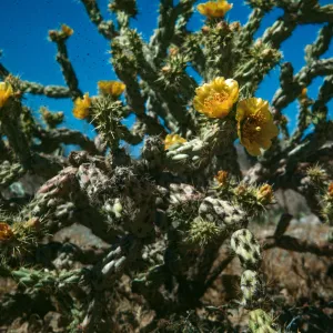 Opuntia (Prickly-pear) versicolor, Cane Cholla, Spring