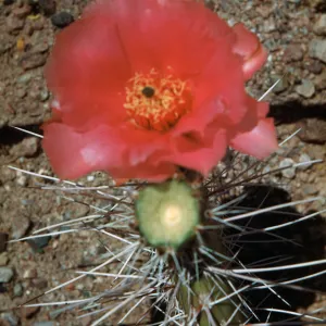 Opuntia erinaceae