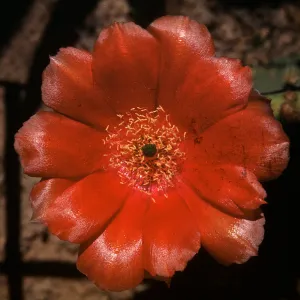 Opuntia (Prickly-pear) aciculata