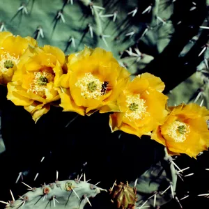 common Arizona Prickly Pear