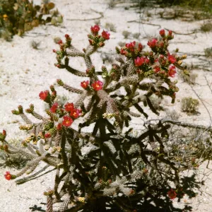 Opuntia versicolor, Cholla Tucson, Arizona