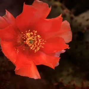 Opuntia vaseyi, Santa Clara River, Saugus, California