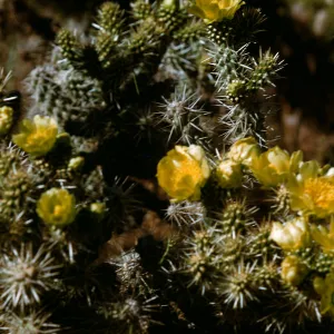 Opuntia, Acanthacarpa, Zion National Park