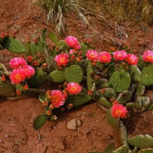 Opuntia basilaris, Zion National Park