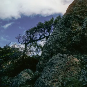 Ridge SW of La Cascada, Santa Cruz Island