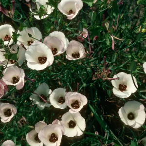 Calochortus