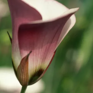 Calochortus