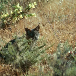 Santa Cruz, island fox