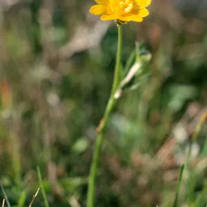 Ranunculus