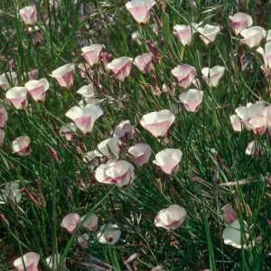 Calochortus catalinae