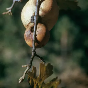 Quercus lobata with gall