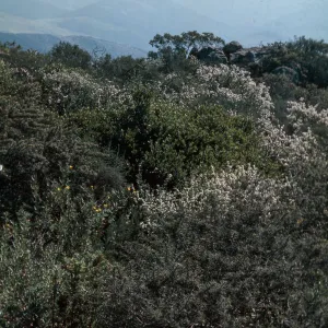 Chaparral, Hollister Ranch