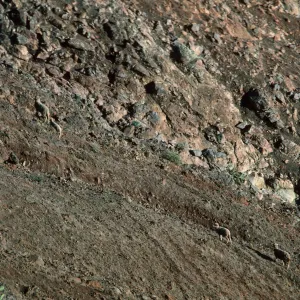Feral sheep, Santa Cruz Island