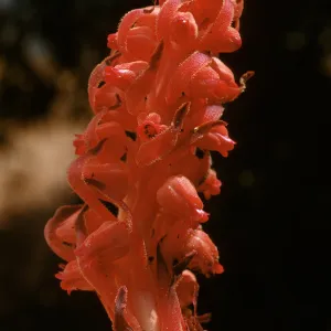 Snow Plant, Sarcodes sanguinea