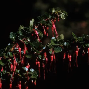 Fuchsia flowered gooseberry