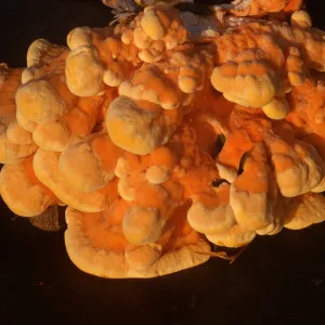 Trip to Ancient Bristlecone Pine Forest, Inyo National Forest w/ Neil Muller, 1960-68