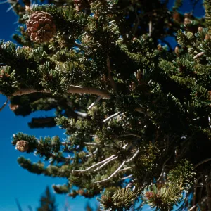 Trip to Bristlecone Pine Forest, Inyo National Forest, Bristlecone Pines w/ Neil Muller, 1960-68