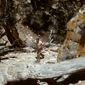 Trip to Ancient Bristlecone Forest, Inyo National Forest w/Neil Muller, 1960-68