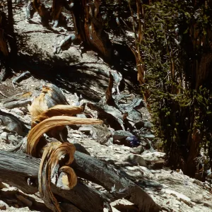 Trip to Ancient Bristlecone Forest, Inyo National Forest w/Neil Muller, 1960-68