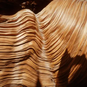 Trip to Ancient Bristlecone Forest, Inyo National Forest w/Neil Muller, 1960-68