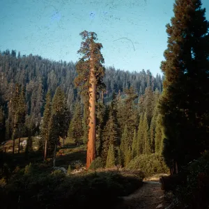 Giant Sequoias, Santa Barbara Botanic Garden trip, Sequoia National Park, 1961