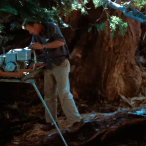 Increment boring, Santa Barbara Botanic Garden trip, Sequoia National Park, 1961
