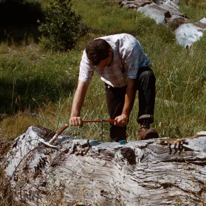 Tree coring, Santa Barbara Botanic Garden trip, Sequoia National Park, 1961