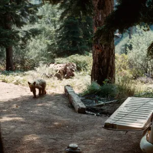 Bear, Santa Barbara Botanic Garden trip, Sequoia National Park, 1961