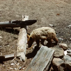 Bear, Santa Barbara Botanic Garden trip, Sequoia National Park, 1961