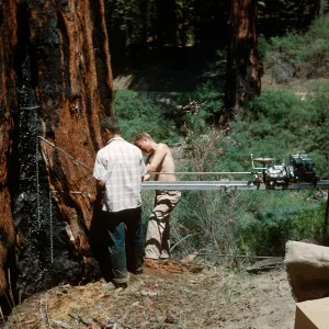Tree coring, Santa Barbara Botanic Garden trip, Sequoia National Park, 1961