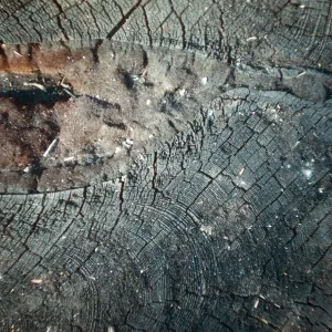 Fire damage, canker, Santa Barbara Botanic Garden trip, Sequoia National Park, 1961