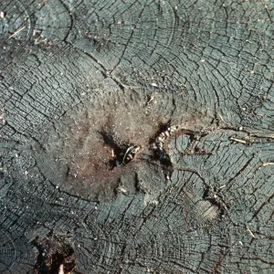 Fire damage, canker, Santa Barbara Botanic Garden trip, Sequoia National Park, 1961
