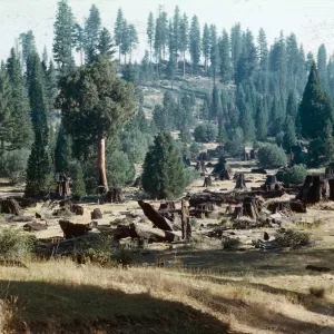 Giant Sequoia stumps, Logged area, Santa Barbara Botanic Garden trip, Sequoia National Park, 1961,